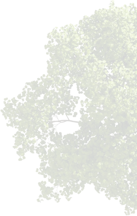 Eine nicht allzu bewachsene Baumkrone mit grünen Blättern.