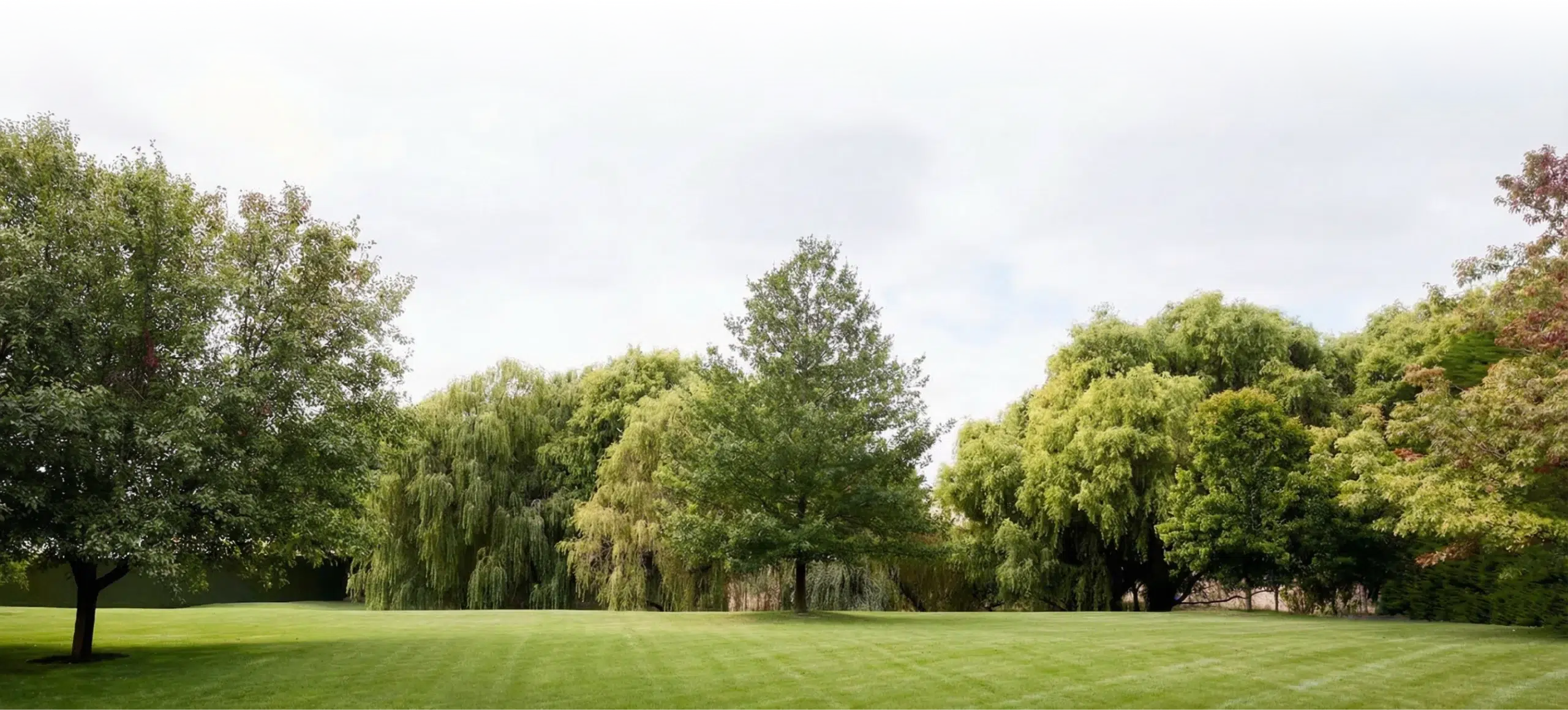 Grüne, weitläufige Wiese mit Laubbäumen und Weiden.